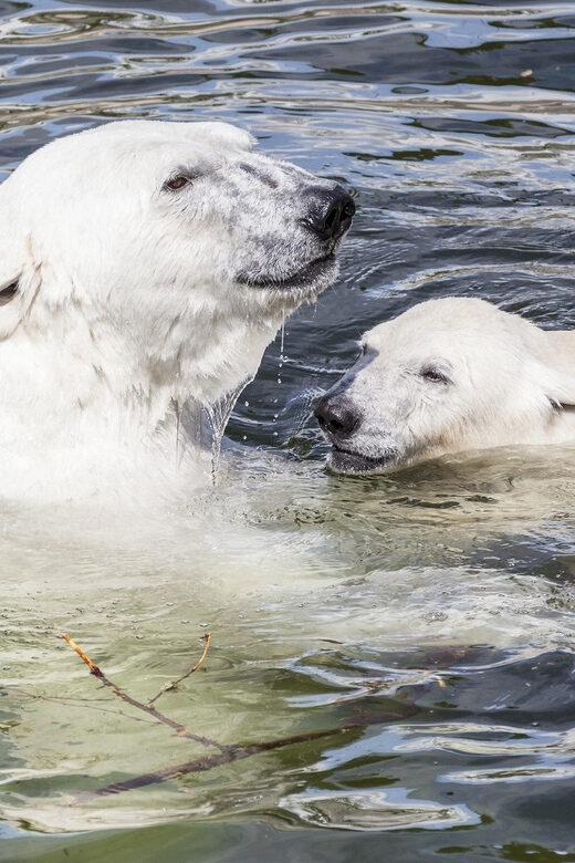 Rovaniemi: Ranua Zoo Visit with Lunch - Key Points