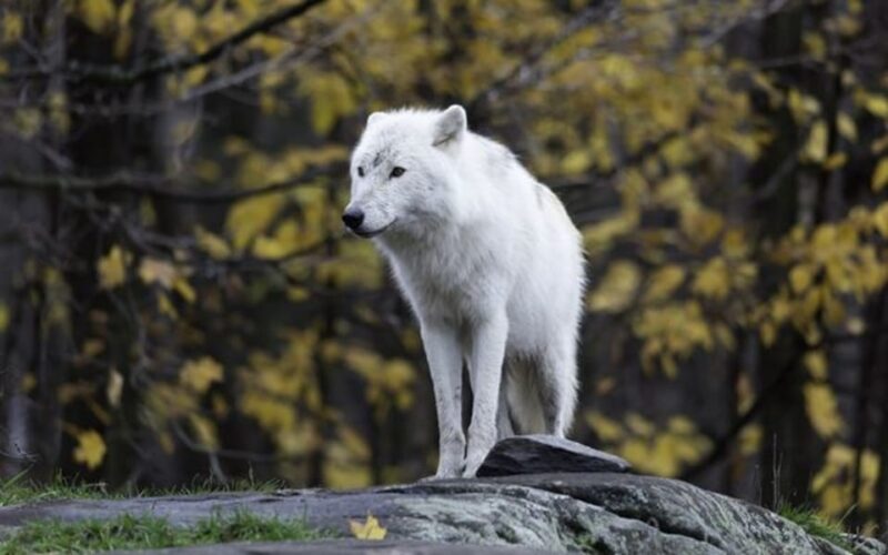 Rovaniemi: Ranua Zoo Visit with Lunch - Why This Tour Stands Out