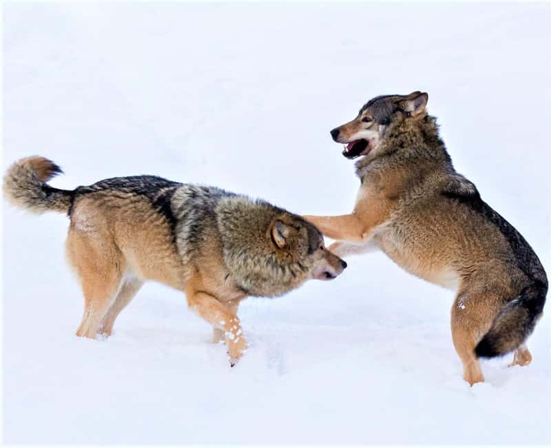 Rovaniemi: Ranua Zoo Wildlife Park Tour with hotel pickup - Key Points