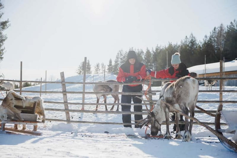 Rovaniemi: Reindeer Experience with Sleigh Ride - The Short Reindeer Sleigh Ride