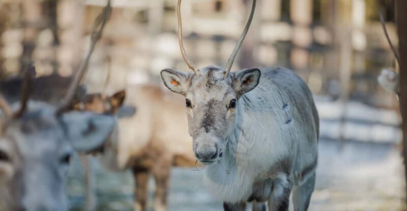 Rovaniemi: Reindeer Experience with Sleigh Ride - Warm Refreshments and Cozy Atmosphere
