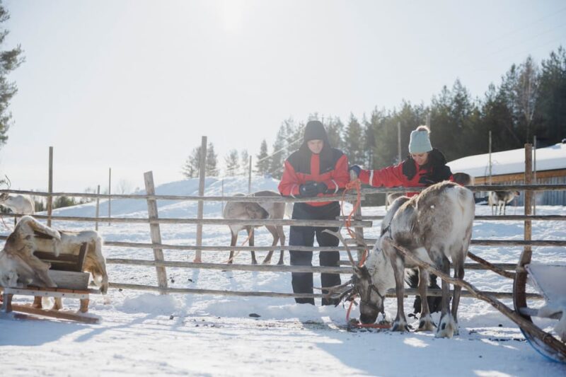 Rovaniemi: Reindeer Experience with Sleigh Ride - Comparing This Tour to Similar Experiences