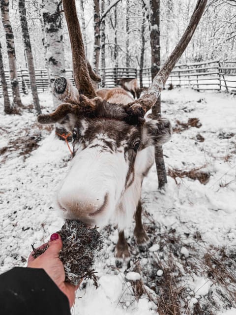 Rovaniemi: Reindeer Experience with Sleigh Ride - The Value of the Tour