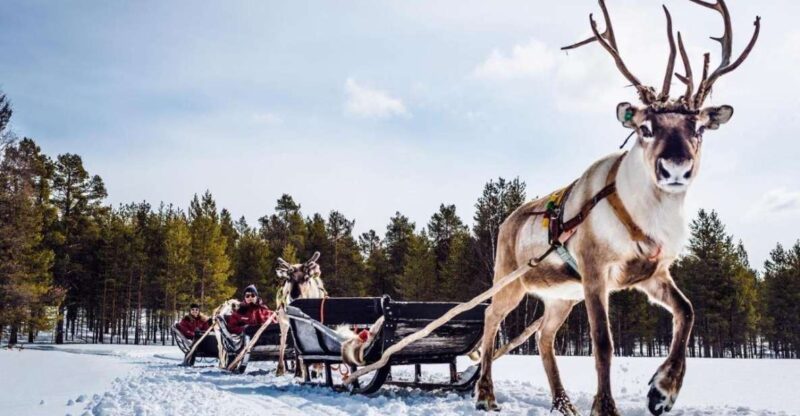 Rovaniemi: Reindeer Farm Tour with Sledge Ride & Pickup - Discover Reindeer Life at a Historic Rovaniemi Farm