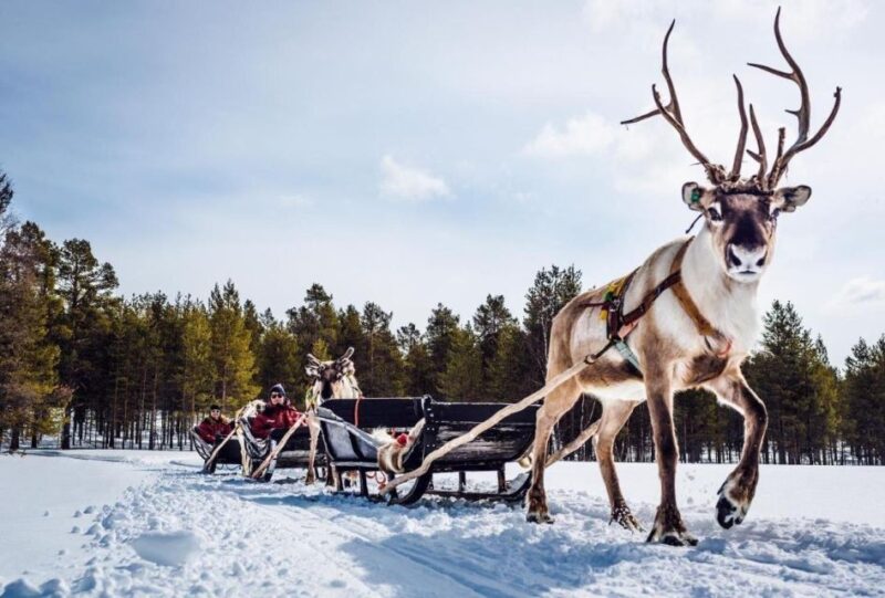 Rovaniemi: Reindeer Farm Tour with Sledge Ride & Pickup - Key Points
