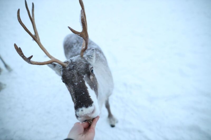 Rovaniemi: Reindeer Farm Tour with Sledge Ride & Pickup - Highlights Highlighted by Past Participants