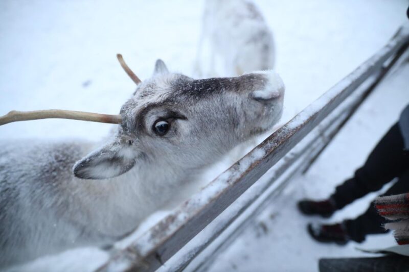 Rovaniemi: Reindeer Farm Tour with Sledge Ride & Pickup - How This Tour Compares to Other Rovaniemi Reindeer Experiences