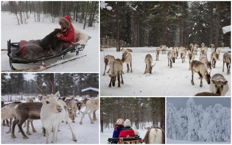 Rovaniemi: Reindeer Farm Visit and Sleigh Ride with transfer - Practical Details and Tour Logistics