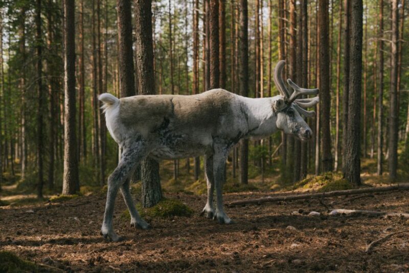 Rovaniemi: Reindeer Farm Visit with Photographer - The Photography Experience: Capturing Memories