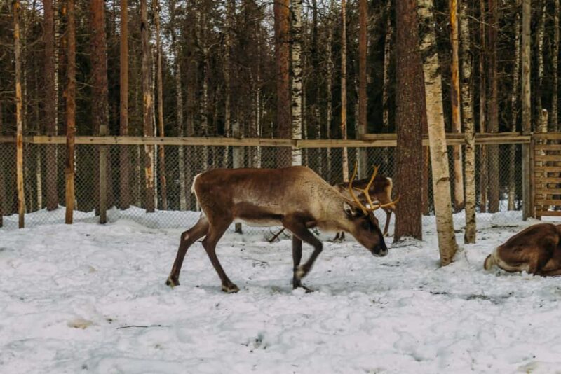 Rovaniemi: Reindeer Farm Visit with Sleigh Ride & Pickup - Key Points