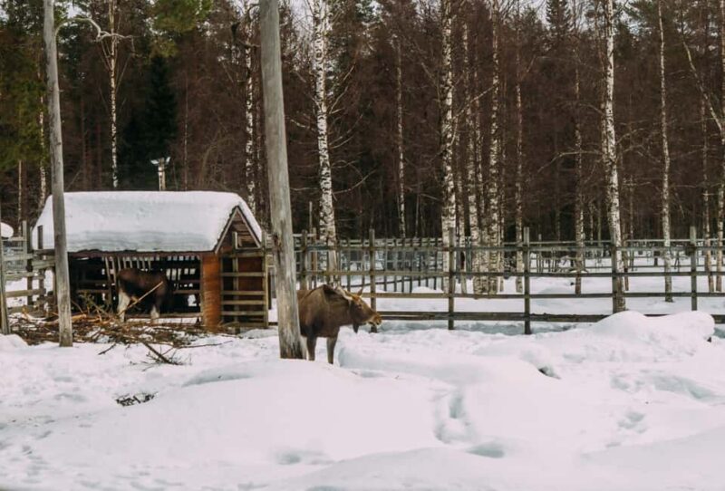 Rovaniemi: Reindeer Farm Visit with Sleigh Ride & Pickup - Exploring the Raitola Reindeer & Husky Farm