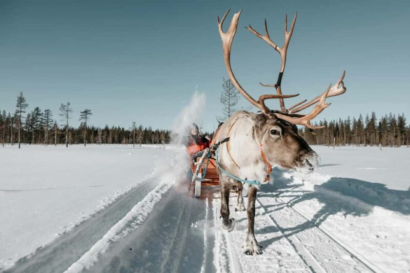 Rovaniemi: Reindeer Farm Visit with Sleigh Ride & Snacks - Key Points