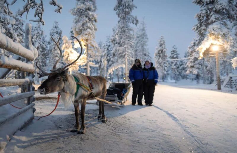 Rovaniemi: Reindeer Farm Visit with Sleigh Ride & Snacks - A Close-Up of the Reindeer Farm Setting in Rovaniemi