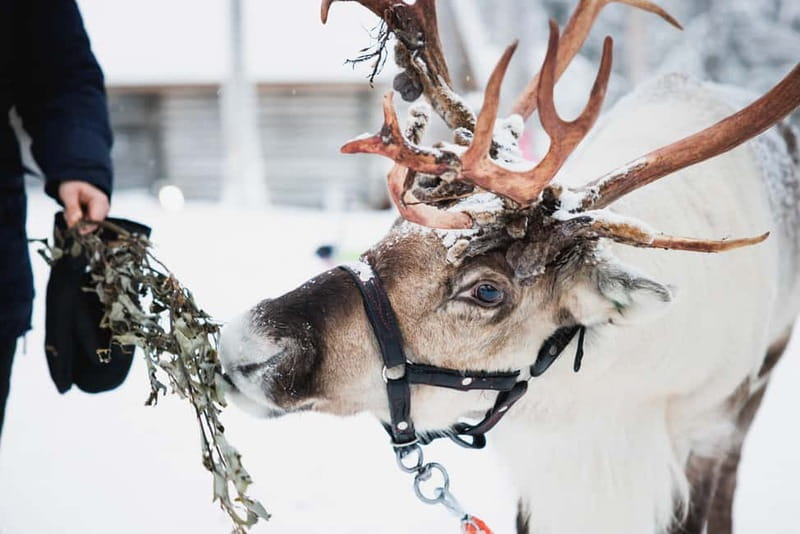 Rovaniemi: Reindeer, Huskies & Santa Claus Village - Crossing the Arctic Circle and Meeting Santa Claus