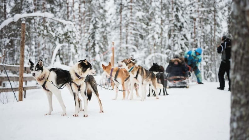 Rovaniemi: Reindeer, Huskies & Santa Claus Village - Frequently Asked Questions
