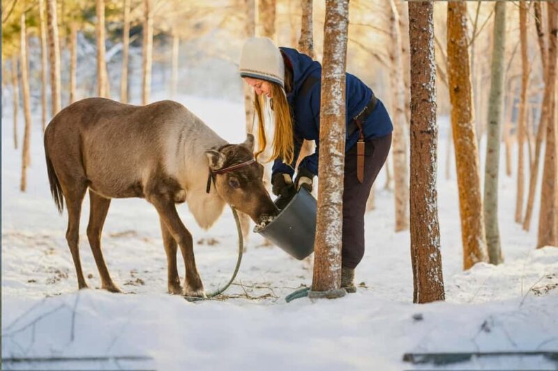Rovaniemi: Reindeer Safari at 200-Year-Old Farm & Sled Ride - Cozy Up Inside a Traditional Kota with Hot Drinks