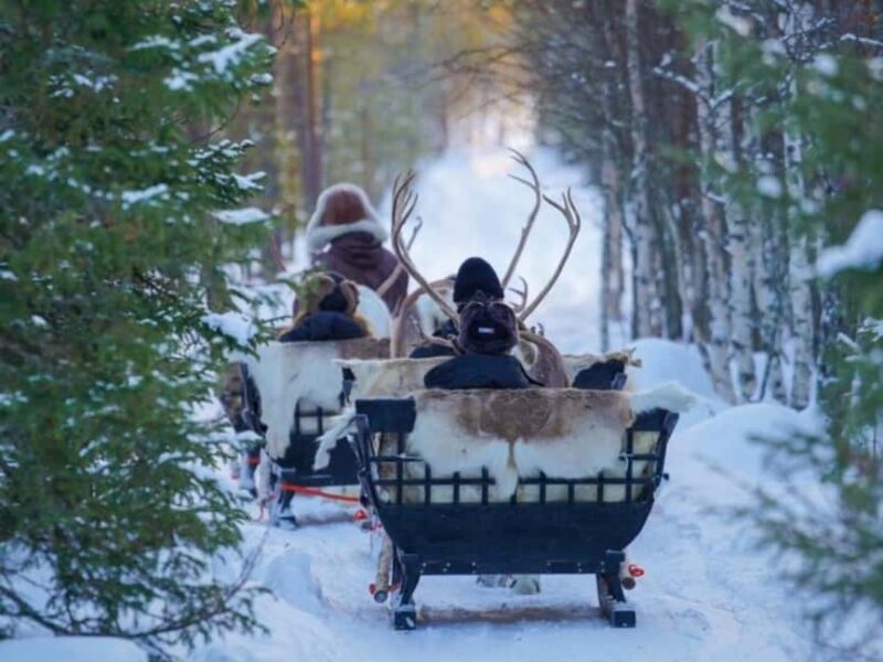 Rovaniemi: Reindeer Safari at 200-Year-Old Farm & Sled Ride - Considerations and Limitations of the Reindeer Safari