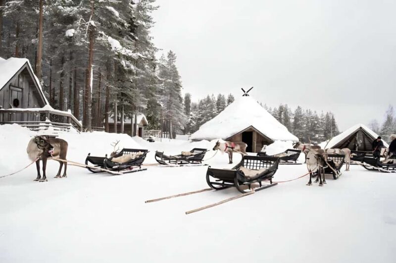 Rovaniemi: Reindeer Safari at 200-Year-Old Farm & Sled Ride - Final Thoughts on the Rovaniemi Reindeer Safari
