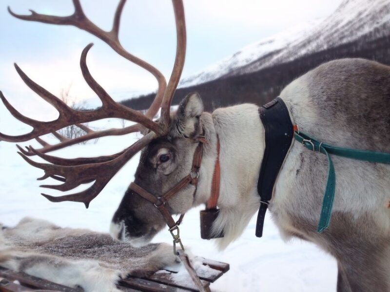Rovaniemi: Reindeer Sleigh Ride with Hot Drink and Cookies - The 1.5 km Reindeer Sleigh Ride in the Frozen Forest