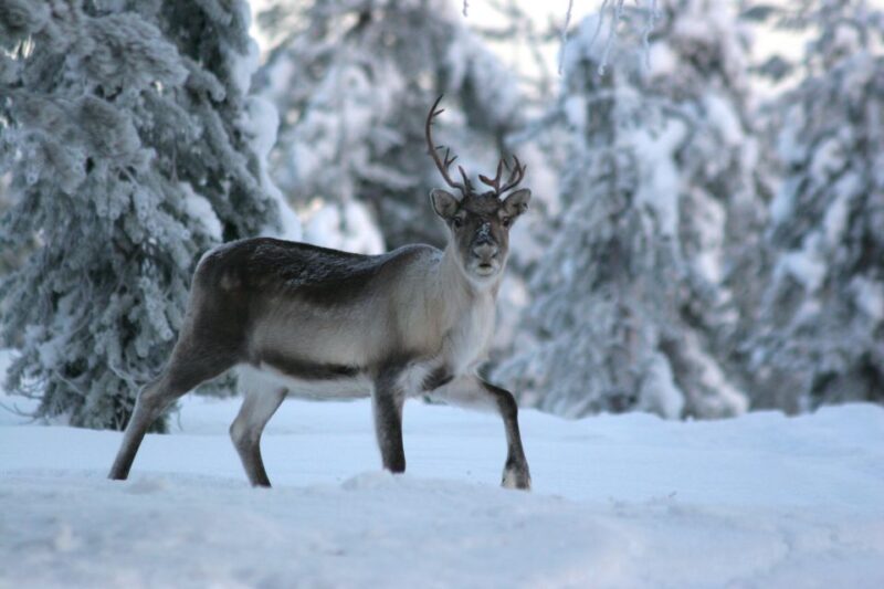 Rovaniemi: Reindeer Sleigh Ride with Hot Drink and Cookies - Who Will Love This Tour?