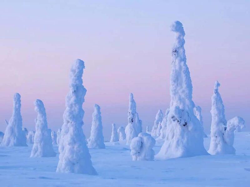 Rovaniemi: Riisitunturi Tykky Trees Wilderness Hike & BBQ - Wilderness Break with Hot Drinks and Sausages