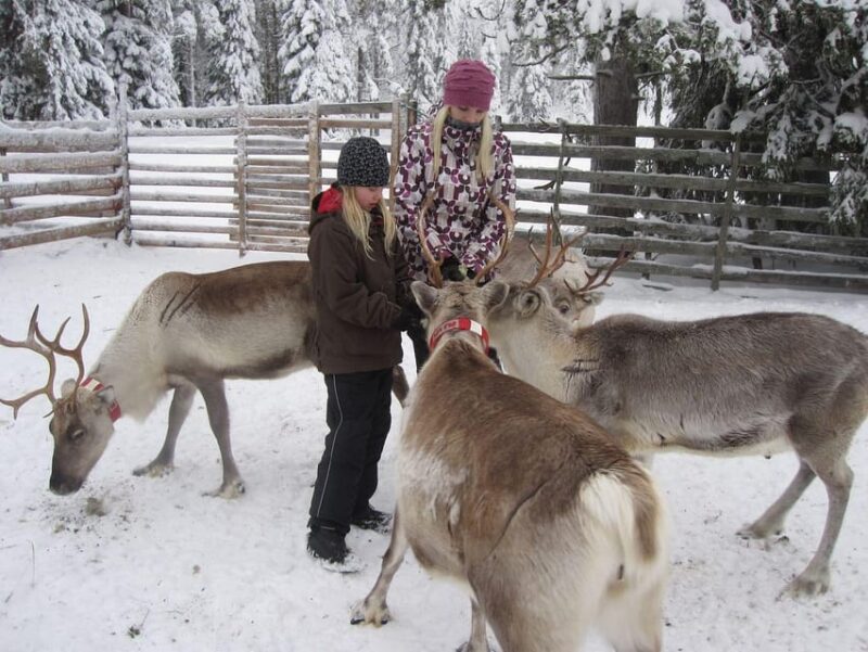 Rovaniemi: Saami Reindeer Farm Visit & Sleigh Ride - From Rovaniemi to a Traditional Reindeer Farm in Lapland