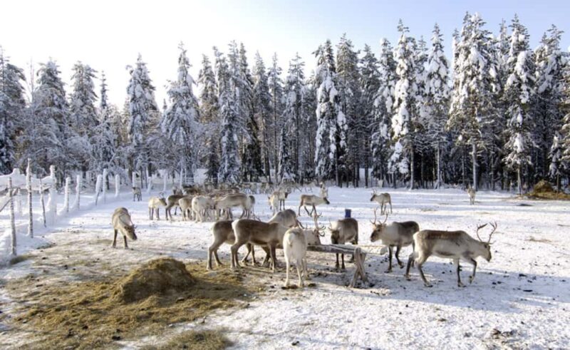Rovaniemi: Saami Reindeer Farm Visit & Sleigh Ride - Frequently Asked Questions