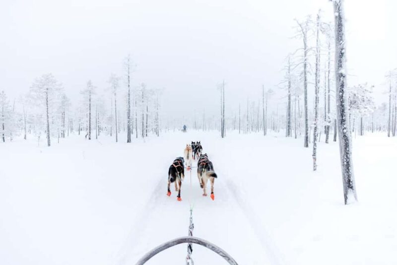 Rovaniemi: Santa Claus Village, Husky & Reindeer Tour - Unique Aspects of This Arctic Adventure