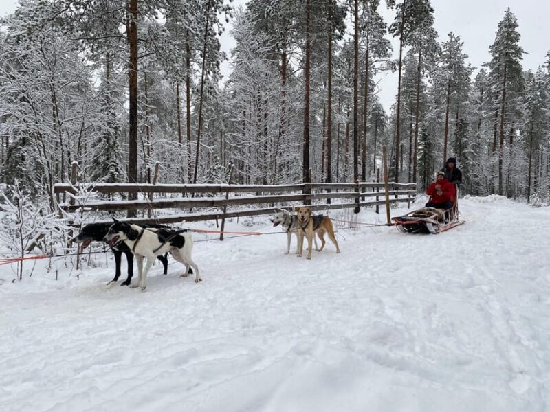 Rovaniemi: Santa Claus Village Tour Huskies & Reindeer ride - Experience Provider: Lapland Outdoor Adventures Tmi