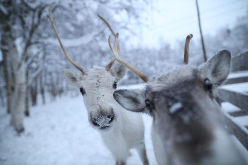 Rovaniemi: Santa Claus Village Tour Huskies & Reindeer Visit - The Experience of Guides and Group Size