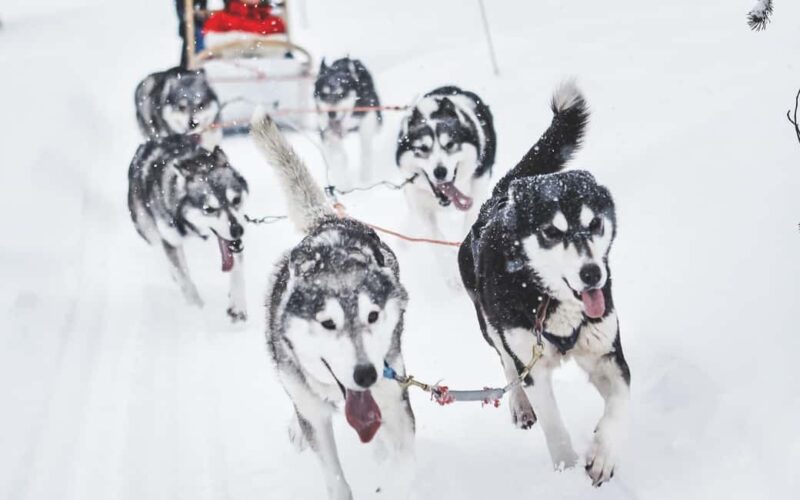 Rovaniemi: Santa Claus Village with Husky & Reindeer Ride - Practical Details for a Smooth Experience