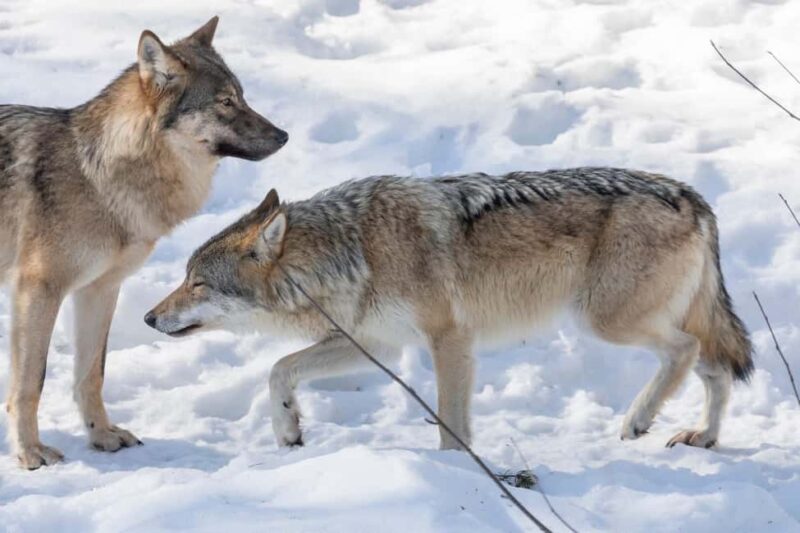 Rovaniemi: Santa, Reindeer & Ranua Zoo with Private Tour - Comparing this Tour to Similar Experiences