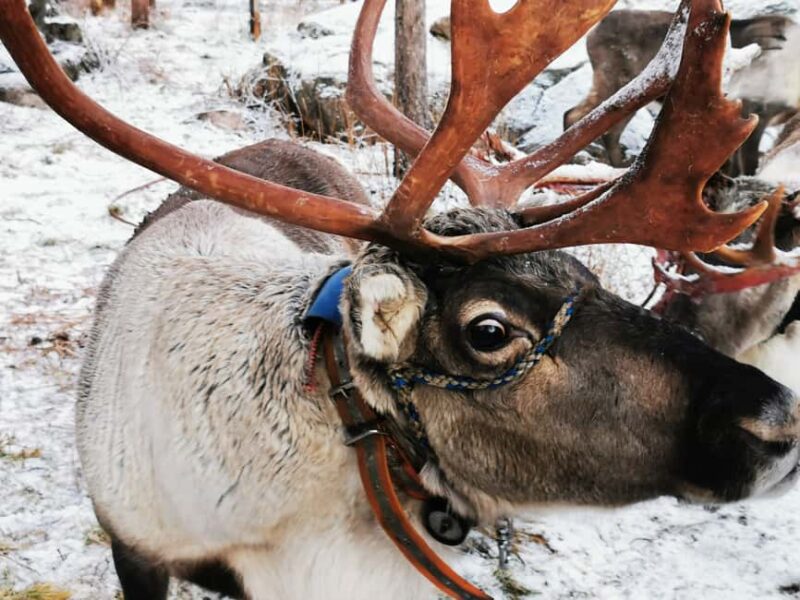 Rovaniemi: Santa's Reindeer and Husky Safari with Aurora BBQ - Visiting Siberian Huskies and Lapland Reindeer in Rovaniemi