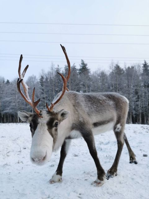Rovaniemi: Santa's Reindeer and Husky Safari with Aurora BBQ - The Short Rides and Their Value