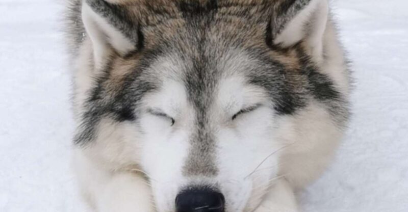 Rovaniemi: Santa's Reindeer and Husky Safari with Aurora BBQ - Food and Drink in the Arctic Setting