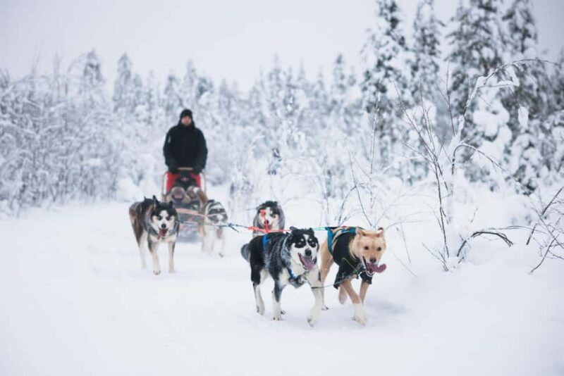 Rovaniemi: Self-Driving Husky Tour 7-kilometers - Rovaniemi: Self-Driving Husky Tour 7-kilometers — A Unique Arctic Adventure