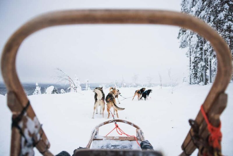 Rovaniemi: Self-Driving Husky Tour 7-kilometers - The 7 km Huskies’ Trail in Lapland