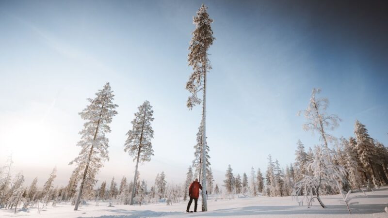 Rovaniemi: Ski Trekking Safari in Lapland - The Experience for Different Skill Levels