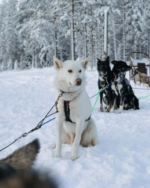 Rovaniemi: Small group Adults-Only 12-18km Husky Tour - Rovaniemi: Small group Adults-Only 12-18km Husky Tour