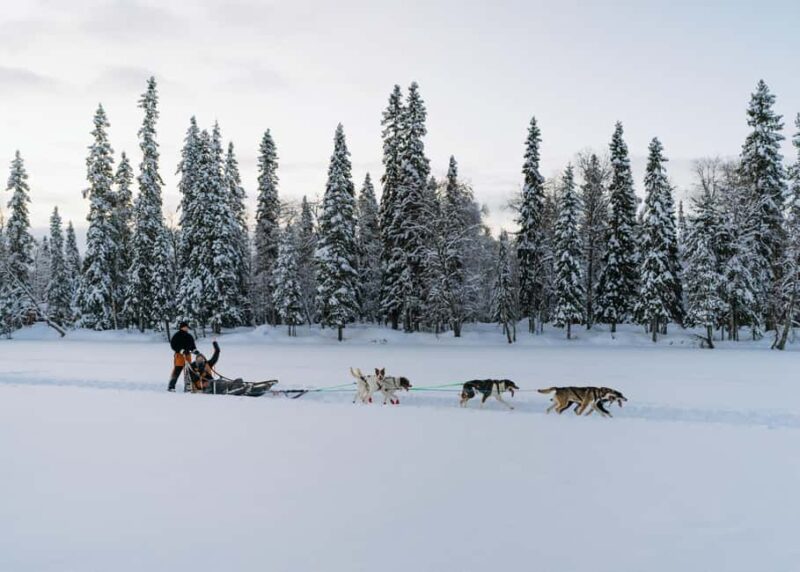 Rovaniemi: Small group Adults-Only 12-18km Husky Tour - Learning to Drive the Husky Sled from Qualified Guides
