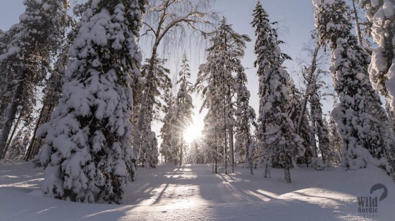 Rovaniemi: Snowmobile Safari into the Arctic Circle Forest - Who Will Enjoy This Tour?