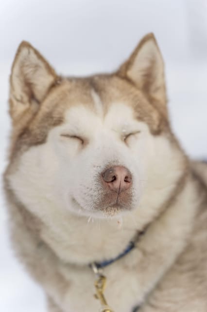 Rovaniemi: Snowmobile Safari, Reindeer & Husky Sleigh Ride - Key Points