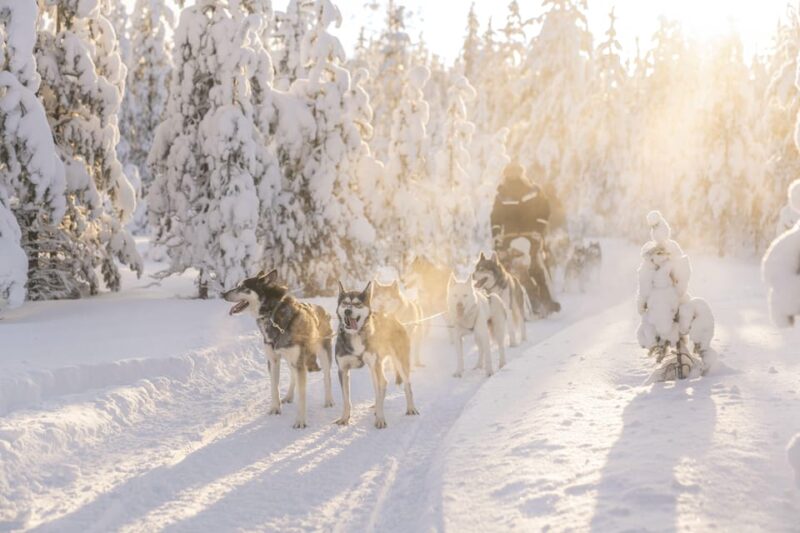 Rovaniemi: Snowmobile Safari, Reindeer & Husky Sleigh Ride - Snowy Sleigh Rides: From Reindeer to Huskies