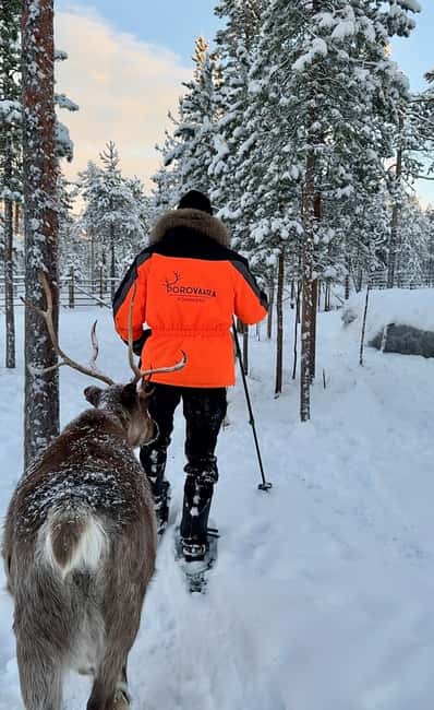 Rovaniemi: Snowshoe trip to meet reindeer - Rovaniemi Snowshoe Tour in Lapland: Discovering the Arctic Landscape