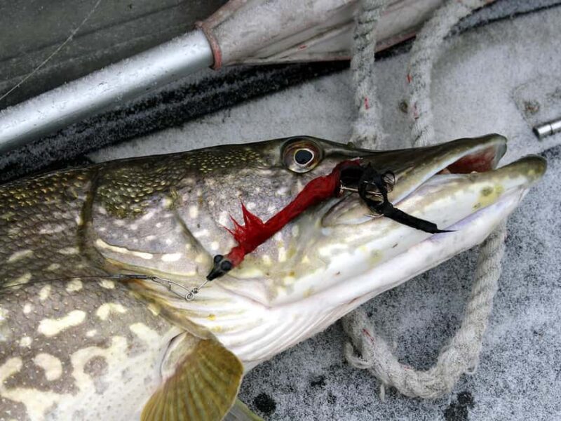 Rovaniemi: Snowshoeing, Ice Fishing and Salmon in Kota - Key Points