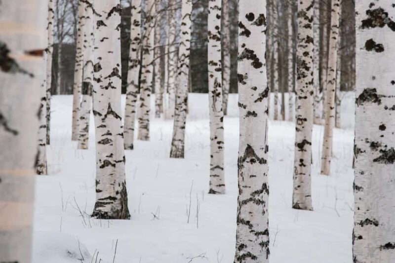 Rovaniemi: Snowshoeing in the Arctic Wilderness - Arctic Ecosystem Stories and Wildlife Encounters