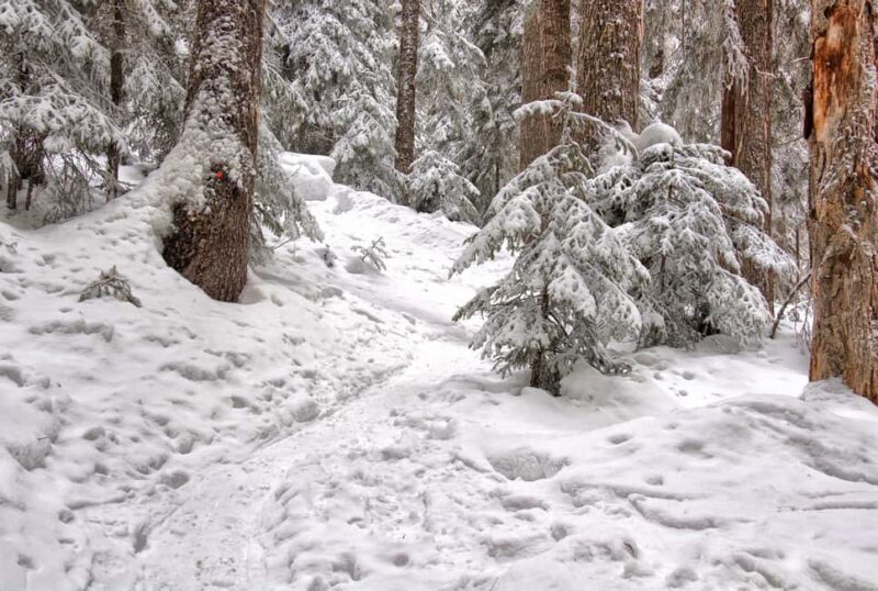 Rovaniemi: Snowshoeing Tour with Wild Lunch and Hotel Pickup - The Cozy Teepee and Authentic Wild Lunch