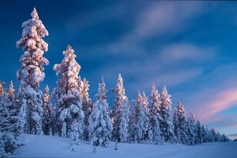 Rovaniemi: Snowy Forest Like in the Movies 3 Hour Tour - Exploring the Snowy Forests in Comfort and Style