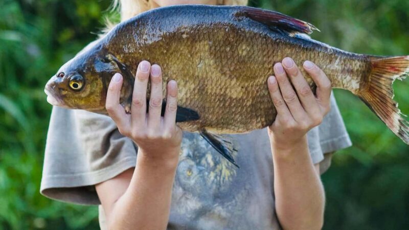 Rovaniemi: Summer & Autumn Fishing Tour in Lapland & BBQ - Who Will Enjoy This Tour the Most?