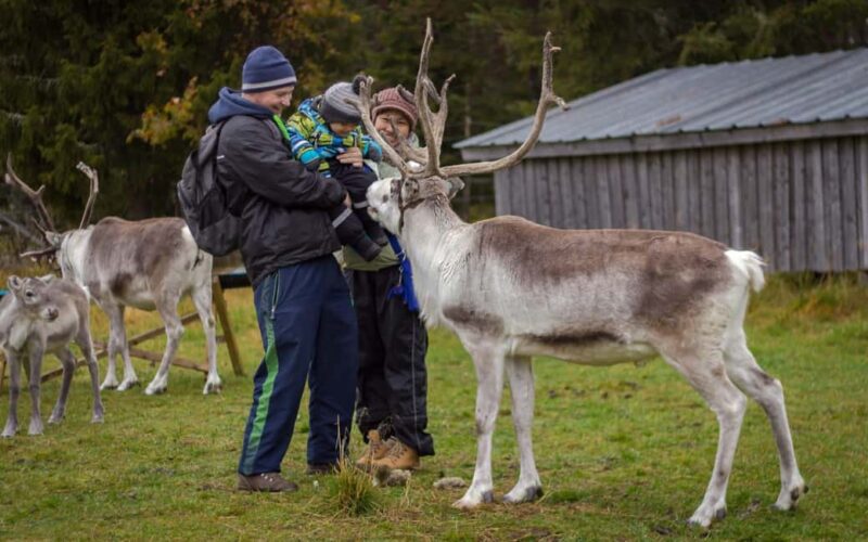 Rovaniemi: Summer/Autumn Reindeer Farm Experience - Feeding Reindeer and Taking Photos in the Finnish Outdoors
